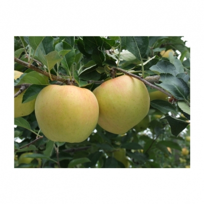 Japanese-Toki-Apple-Tree.jpg